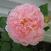 Evelyn Rose Photo 40