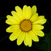 Roberta Plant Photo 15