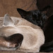 Bert Sweet Photo 8