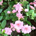 Ernest Wilson Photo 24