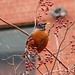 Robin Pace Photo 27