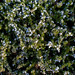 Rosemary Plant Photo 12