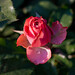 Rose Roman Photo 38