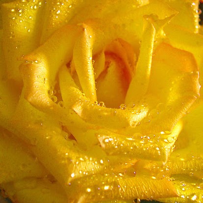 Rose Acosta Photo 24