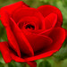 Rosa Leon Photo 30