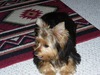 Ann Shaw Photo 36
