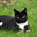 Lisa Green Photo 48