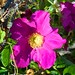 Rosa Roman Photo 39