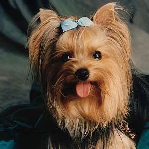 Ginger York Photo 23