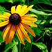Susan Green Photo 43
