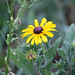 Susan Heinz Photo 19