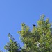 Virginia Crow Photo 8