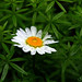 Daisy Fresh Photo 12