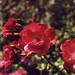 Rose Miranda Photo 31
