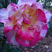 Rose Cabana Photo 10