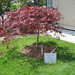 Roberta Plant Photo 14