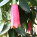 Rose Correa Photo 36