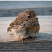 Robin Young Photo 14