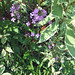 Geoffrey Plant Photo 9