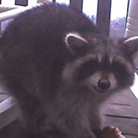 Shari Lucas Photo 9