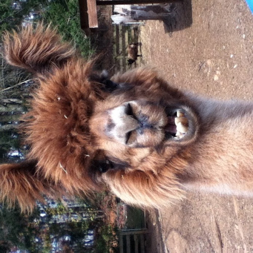 Nicole Costello Photo 12