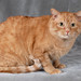 Sheri Morris Photo 40