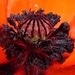Judith Moss Photo 19