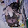 Christine Hoehn Photo 8