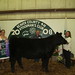 Hillary Lamb Photo 23