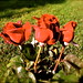 Rosa Rojas Photo 42