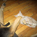 Willy Georges Photo 15