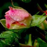 Donna Kuehn Photo 17