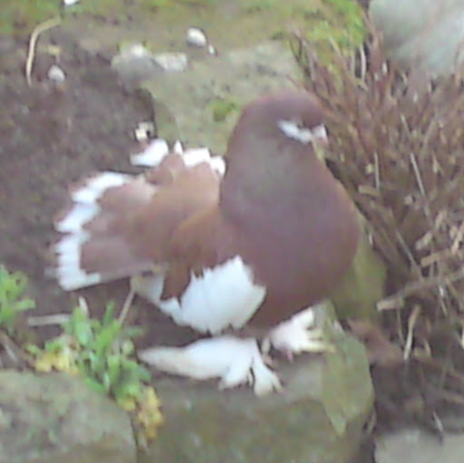 Paul Swift Photo 13