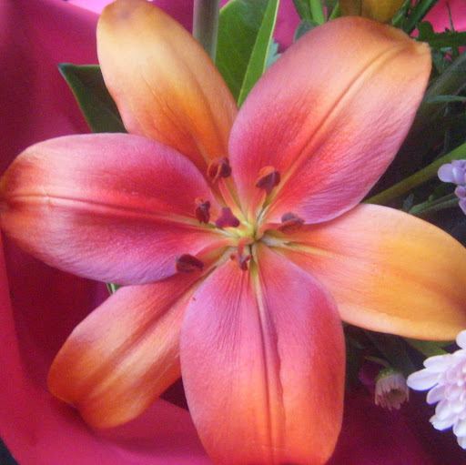 Katharine Rose Photo 15