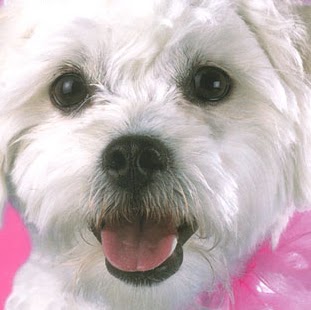 Ginger West Photo 35