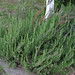 Rosemary Plant Photo 13