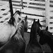 William Rudolph Photo 41
