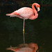 Rose Rosado Photo 16