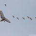 David Crane Photo 27