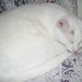 Willie Lacy Photo 8