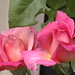Rose Unger Photo 11