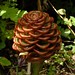 Ginger May Photo 19
