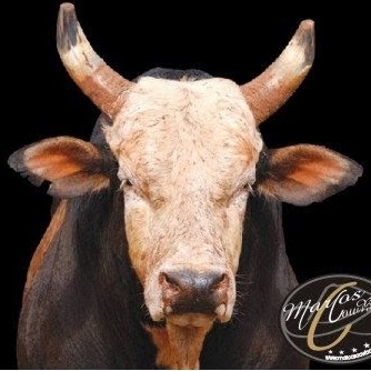 Eliezer Pinto Photo 4