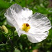 Poppy White Photo 9