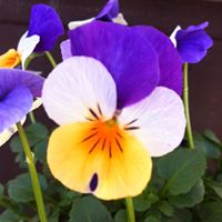 Karen Laub Photo 7