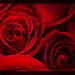 Rosa Rojas Photo 39
