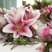 Candace Johnson Photo 16