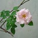 Rosa Roman Photo 38