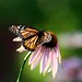 Judith Wing Photo 19