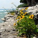 Susan Rock Photo 15